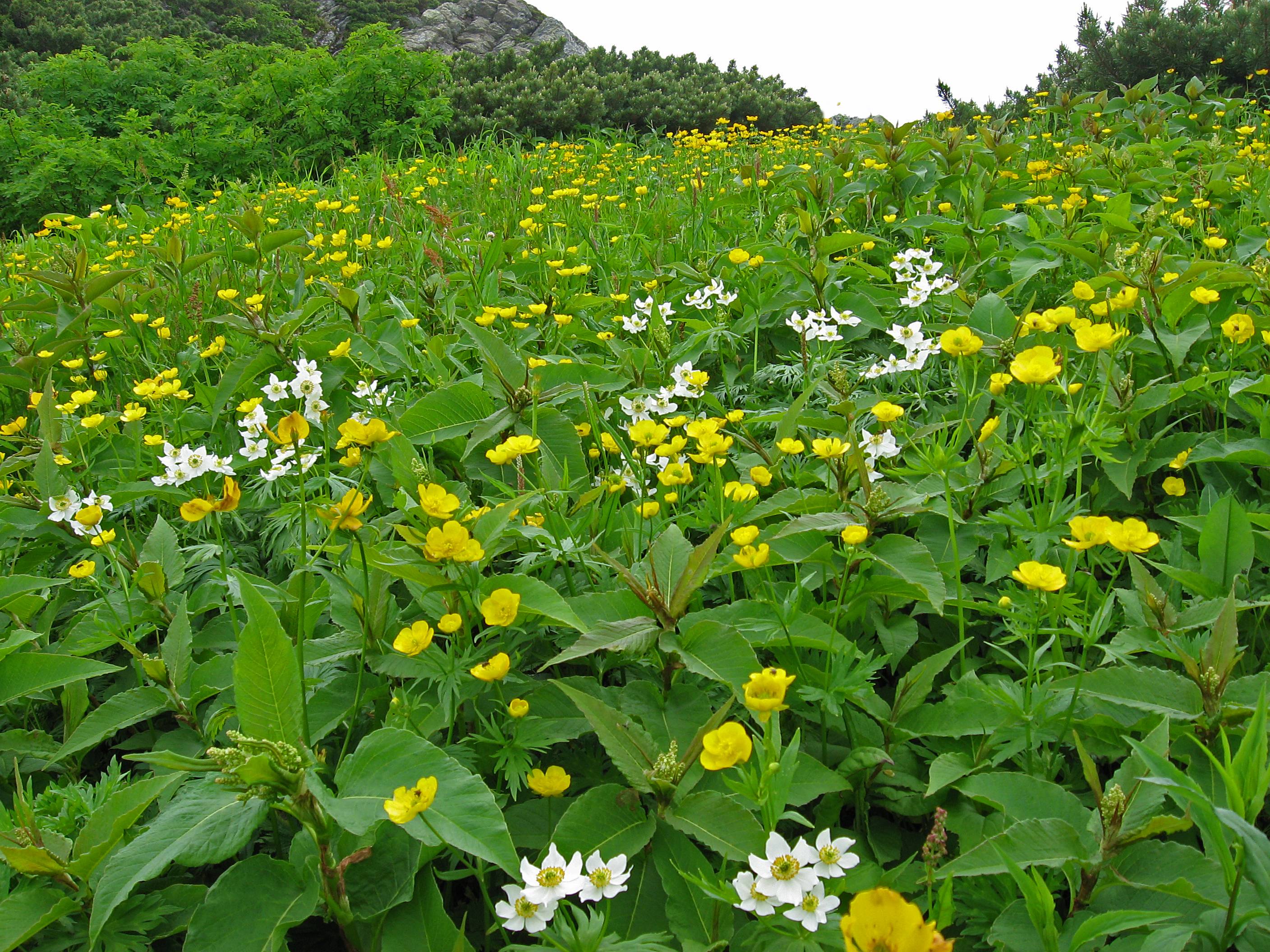 🏔️ 기타다케 산 이미지 8